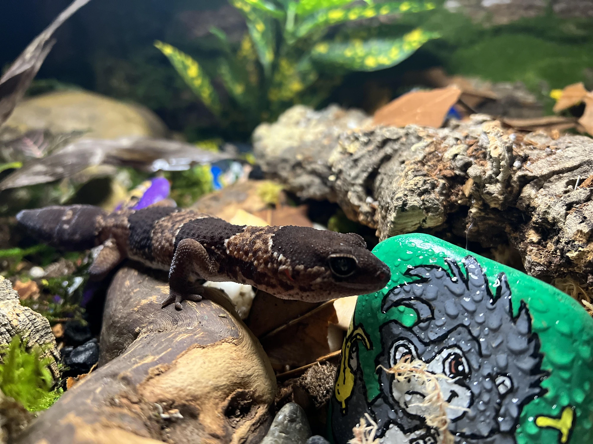 Kerchak, an African fat-tailed gecko