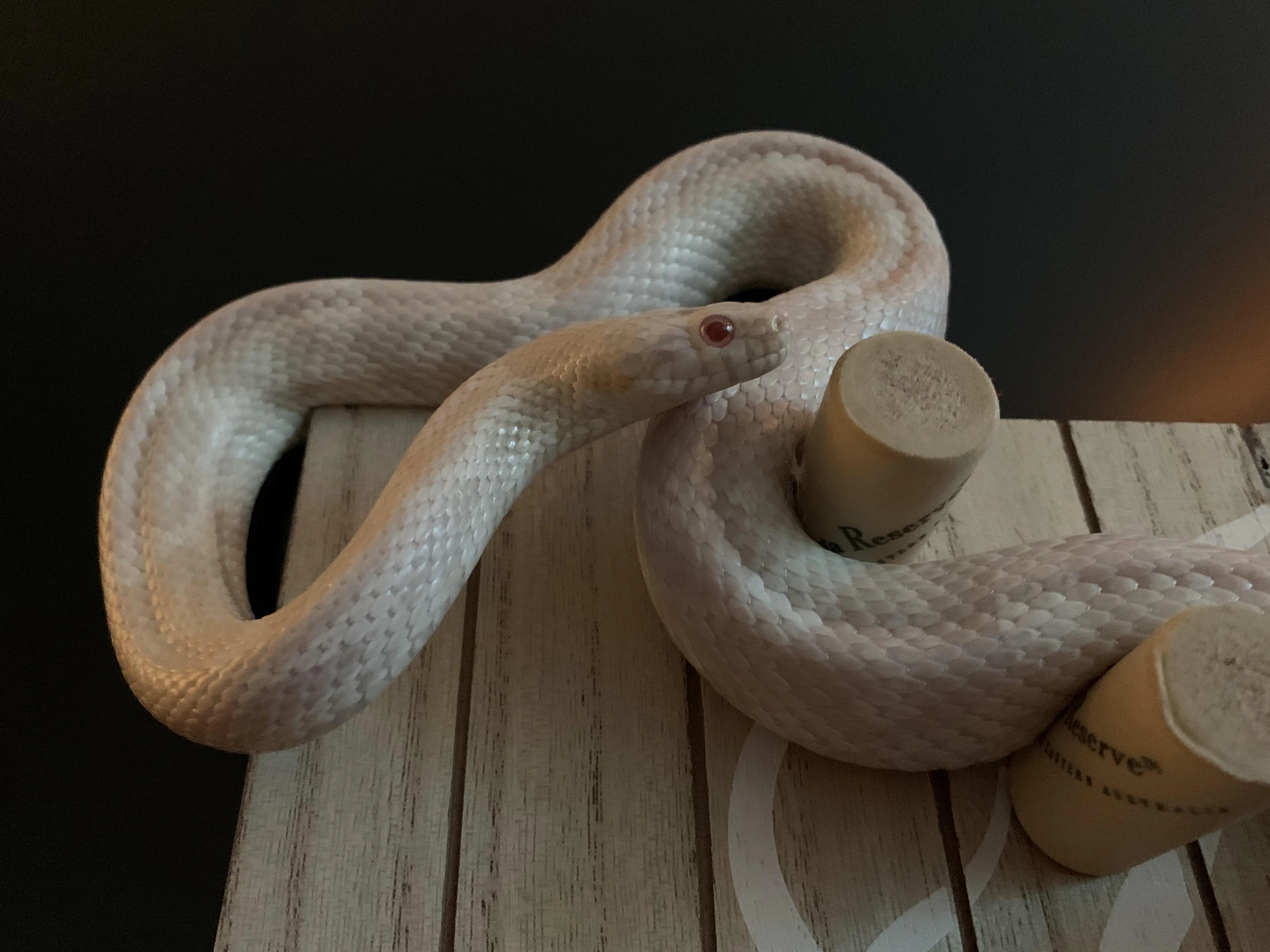 Spooky, a snow corn snake