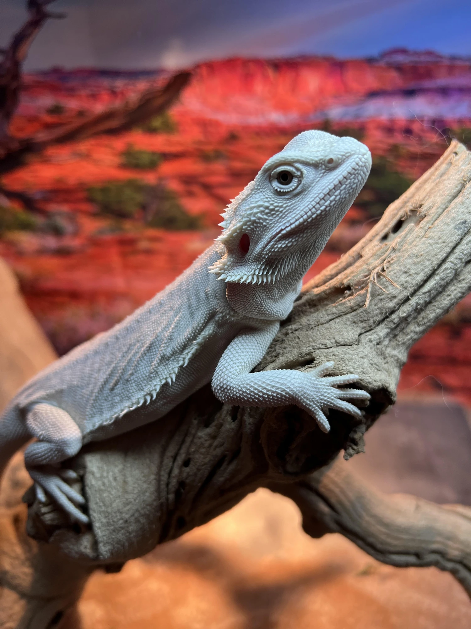 Tarot, a leatherback bearded dragon